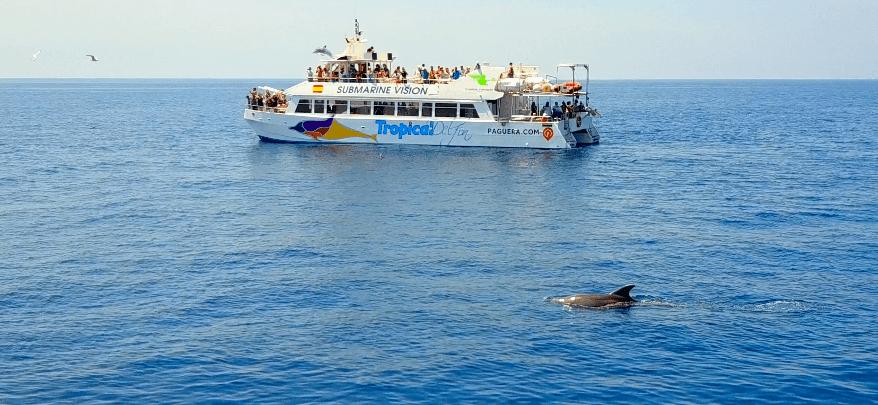 dolphin boat trip