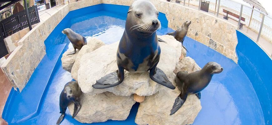 spettacolo dei leoni marini